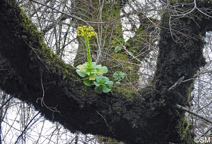 Greenovia aurea