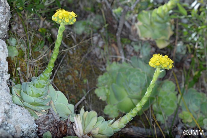 Greenovia aurea