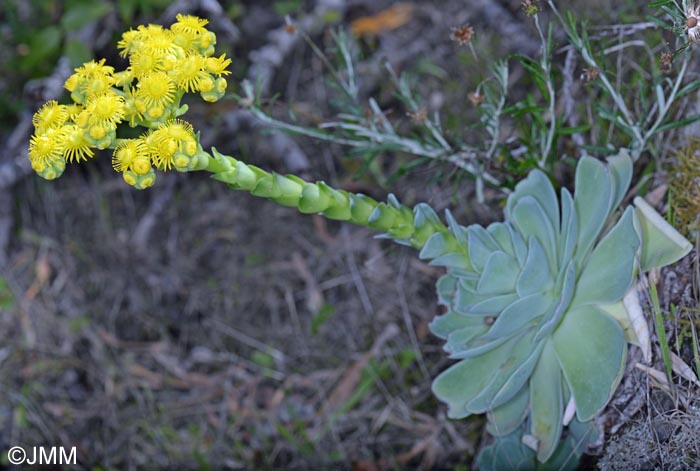 Greenovia aurea