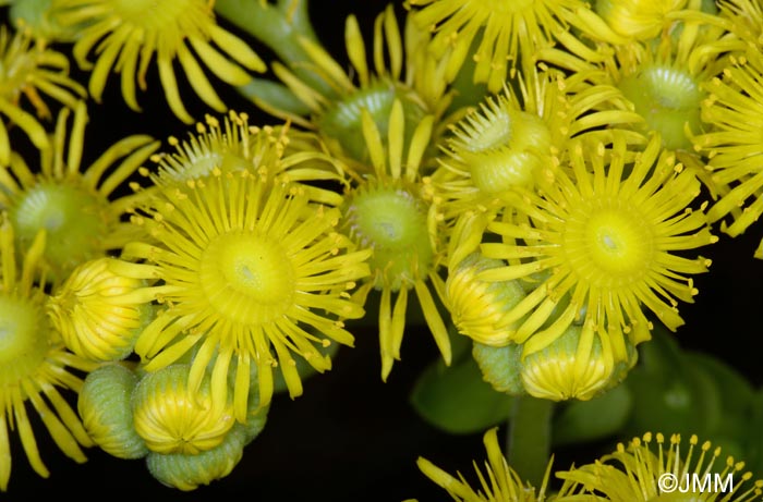 Greenovia aurea