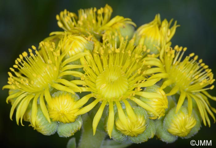 Greenovia aurea