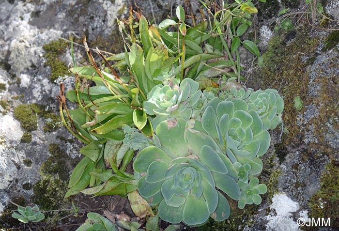 Greenovia aurea & Habenaria tridactylites