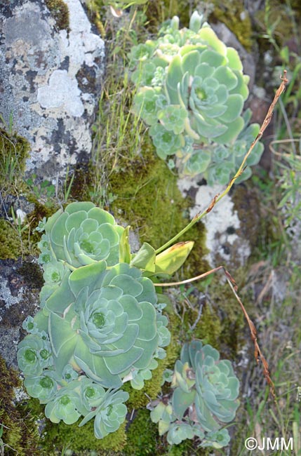 Greenovia aurea & Habenaria tridactylites