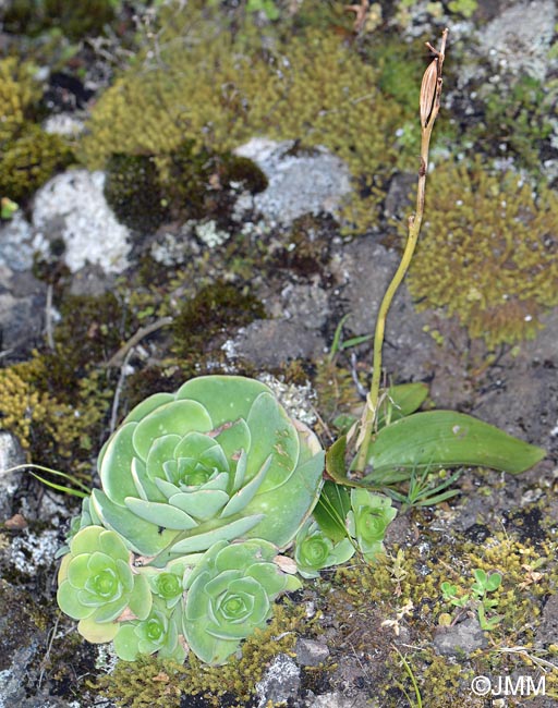 Greenovia aurea & Habenaria tridactylites