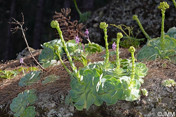 Greenovia aurea & Orchis canariensis