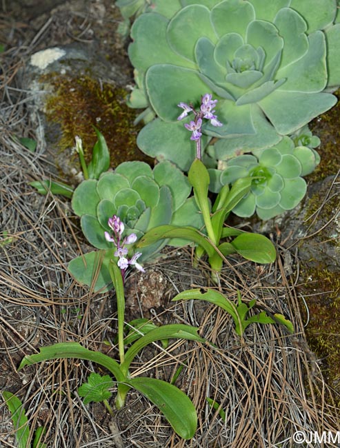 Greenovia aurea & Orchis canariensis