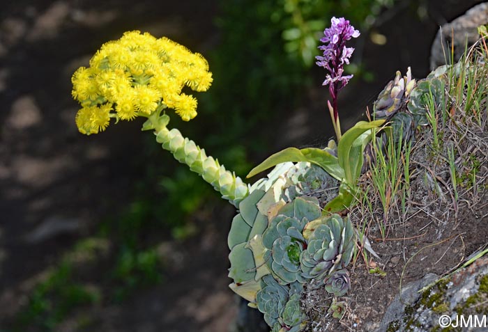 Greenovia aurea & Orchis canariensis