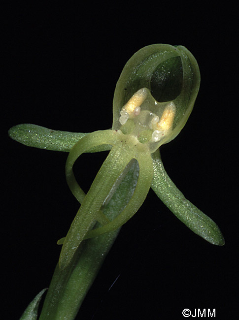 Habenaria tridactylites