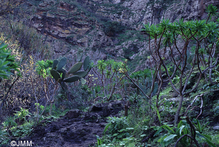 Biotope  Habenaria tridactylites