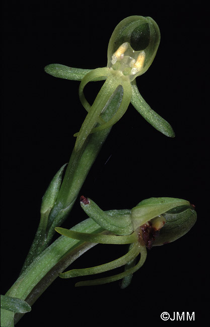 Habenaria tridactylites