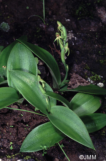 Habenaria tridactylites