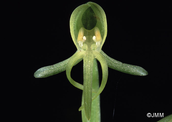 Habenaria tridactylites