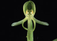 Habenaria tridactylites