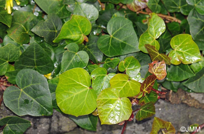 Hedera canariensis = Hedera helix subsp. canariensis