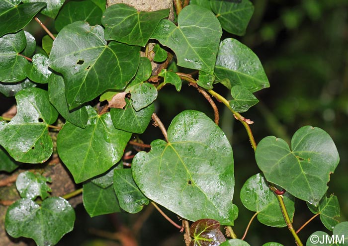 Hedera canariensis = Hedera helix subsp. canariensis