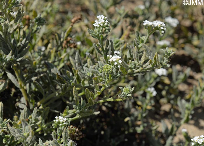 Heliotropium ramosissimum