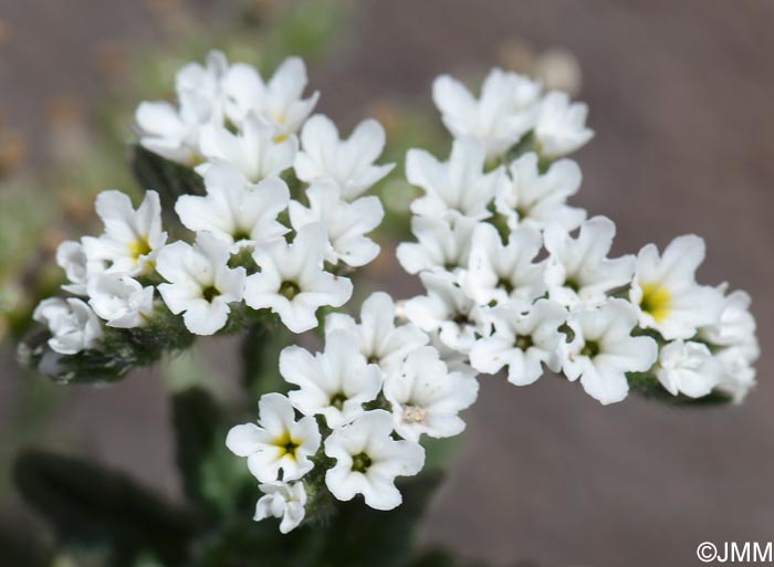 Heliotropium ramosissimum