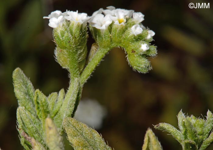 Heliotropium ramosissimum