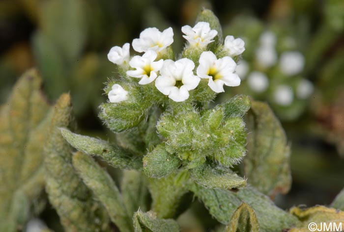 Heliotropium ramosissimum