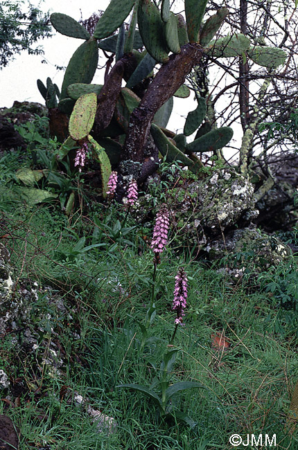 Himantoglossum metlesicsianum 