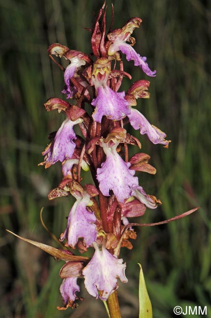 Himantoglossum metlesicsianum