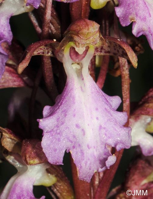 Himantoglossum metlesicsianum