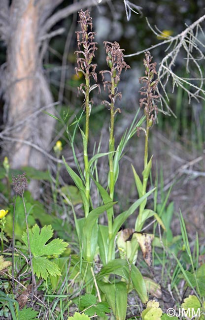 Himantoglossum metlesicsianum