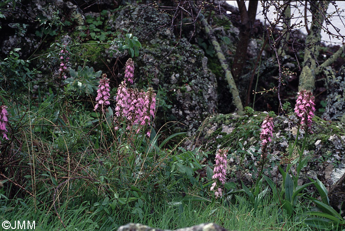 Himantoglossum metlesicsianum 