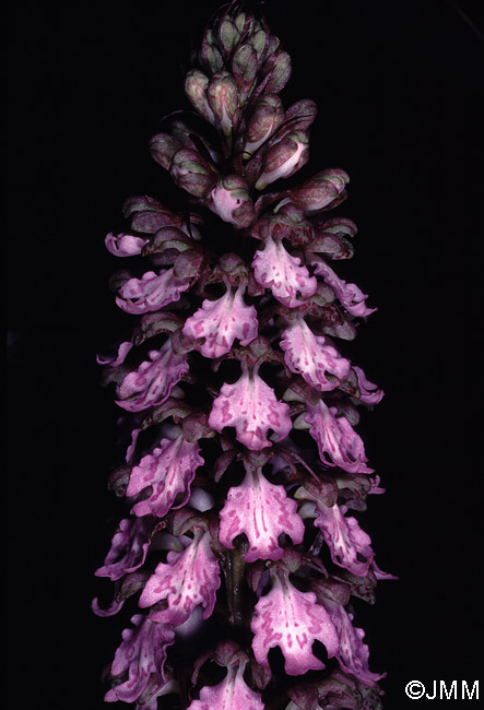 Himantoglossum metlesicsianum