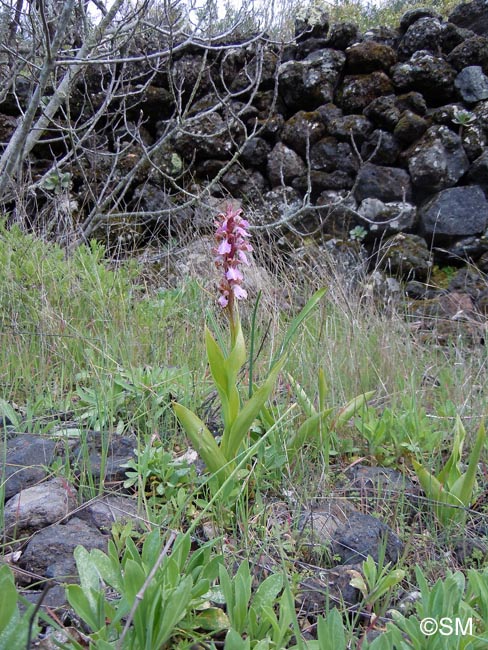 Himantoglossum metlesicsianum