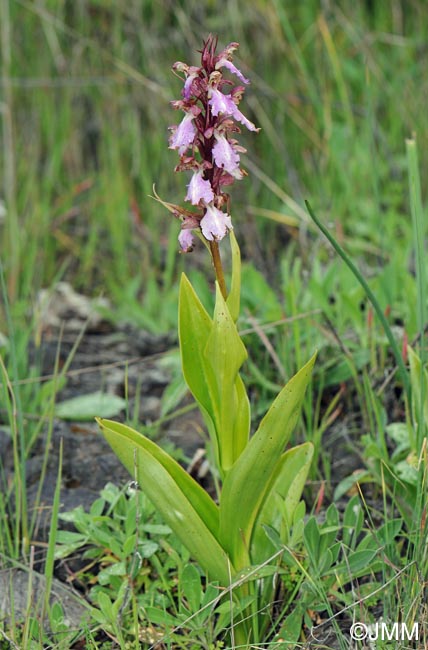 Himantoglossum metlesicsianum