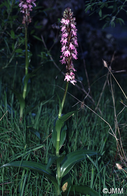 Himantoglossum metlesicsianum 