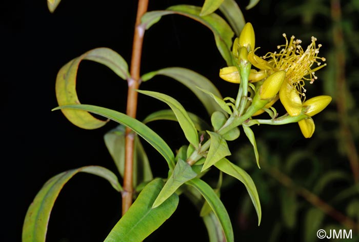 Hypericum canariense