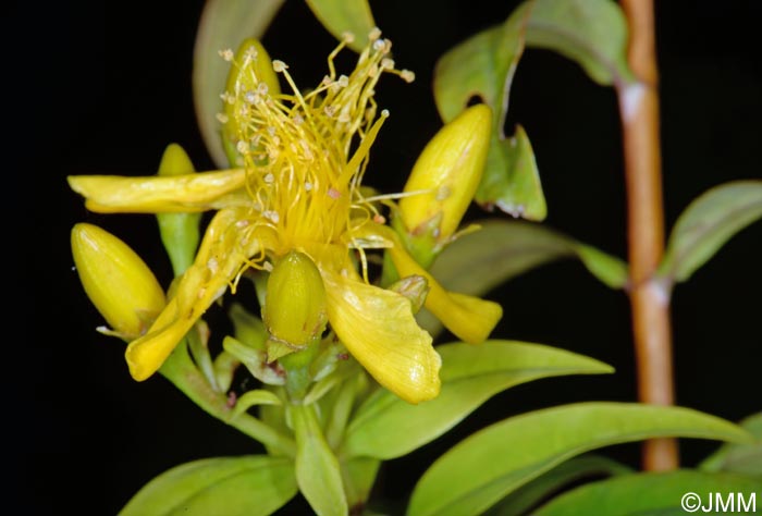 Hypericum canariense