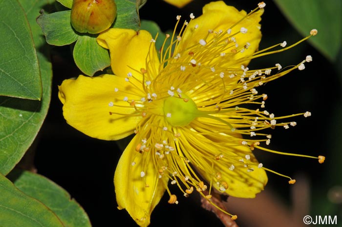 Hypericum grandifolium