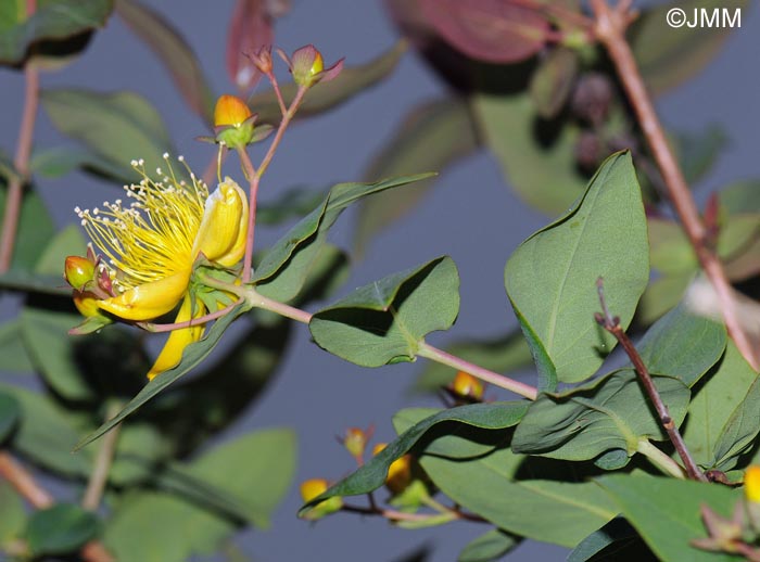 Hypericum grandifolium