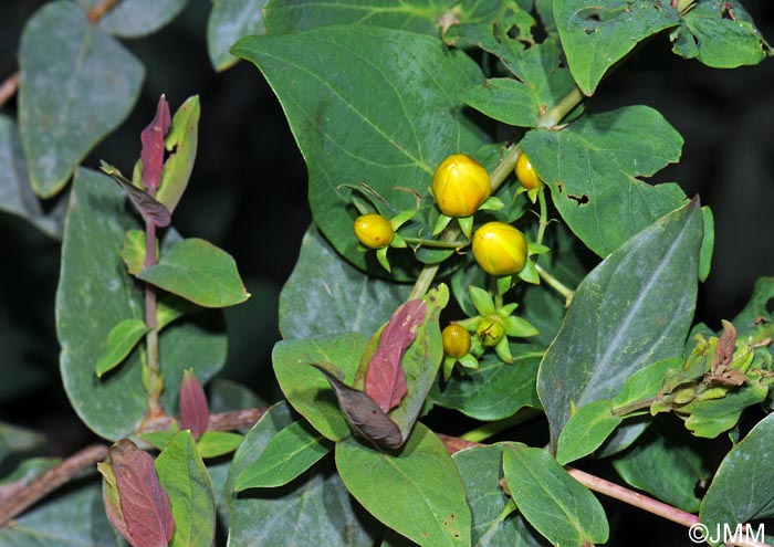 Hypericum grandifolium