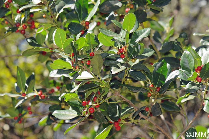 Ilex canariensis