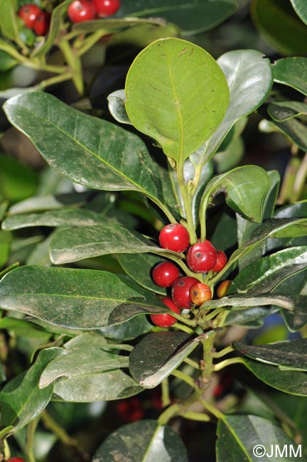 Ilex canariensis