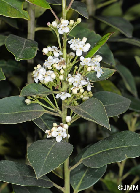 Ilex canariensis