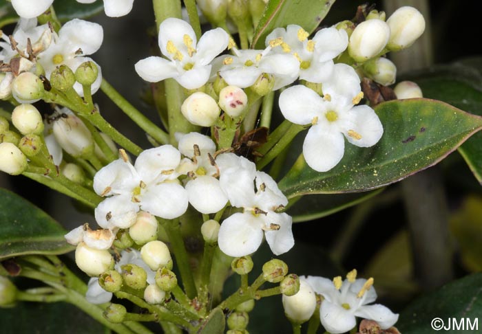 Ilex canariensis