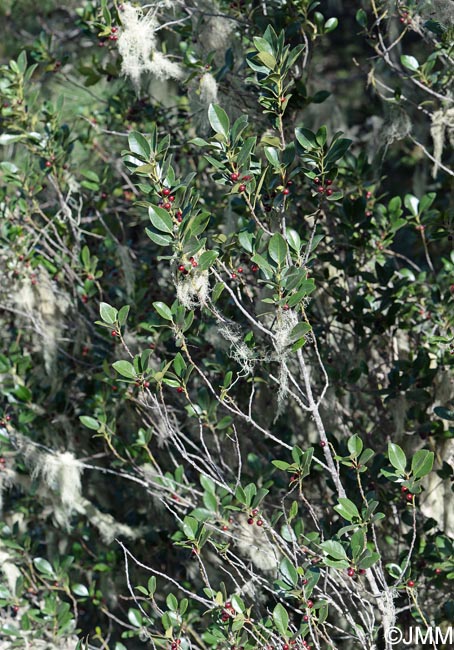 Ilex canariensis