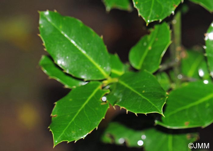 Ilex perado subsp. platyphylla