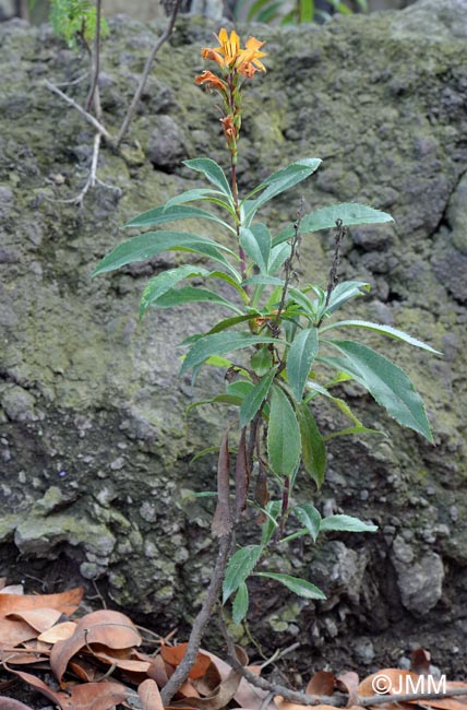 Isoplexis canariensis = Digitalis canariensis