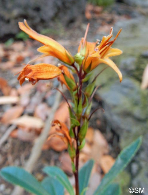 Isoplexis canariensis = Digitalis canariensis