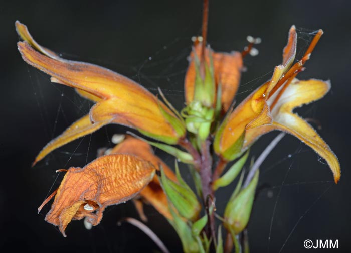 Isoplexis canariensis = Digitalis canariensis