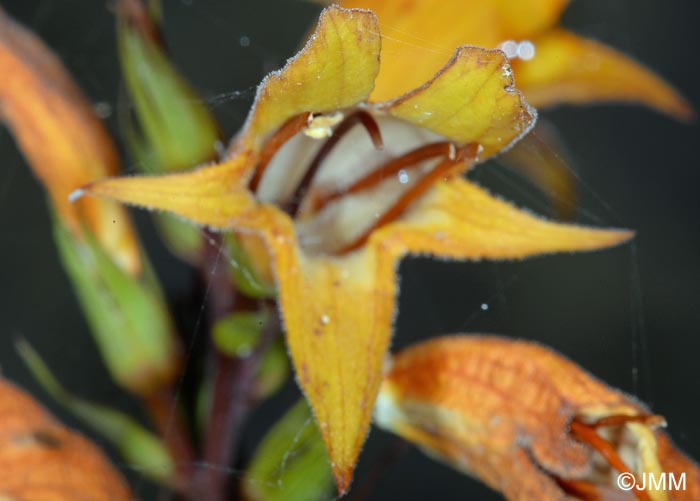 Isoplexis canariensis = Digitalis canariensis