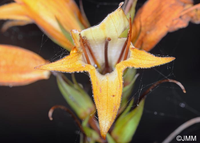 Isoplexis canariensis = Digitalis canariensis