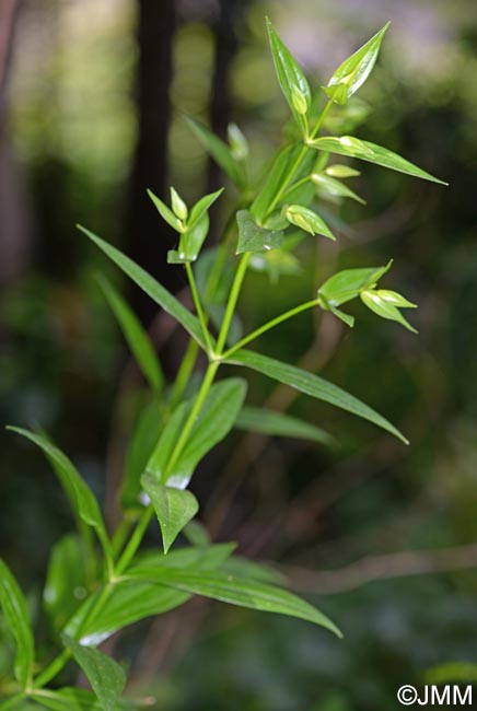 Ixanthus viscosus