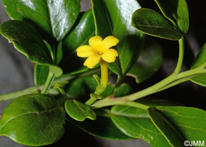 Jasminum fruticans